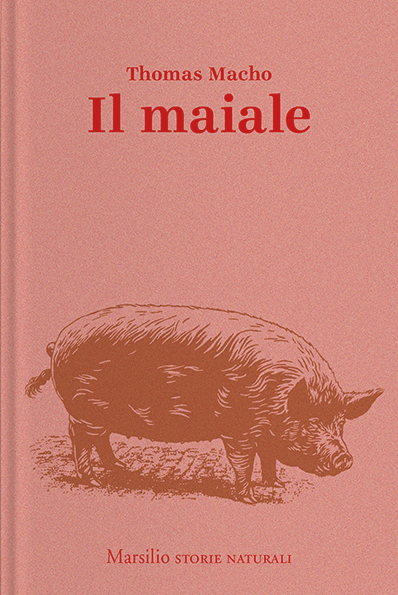 Il maiale